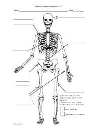 skeleton