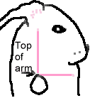 Bunny's Arm Placement