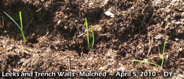 mulched leek bed