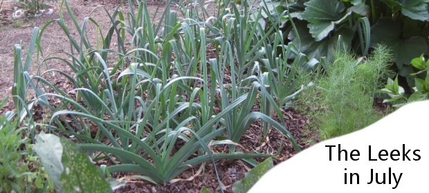 Growing Leeks