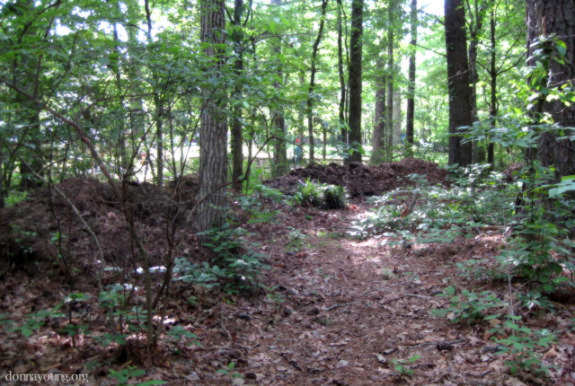 compost piles in woods