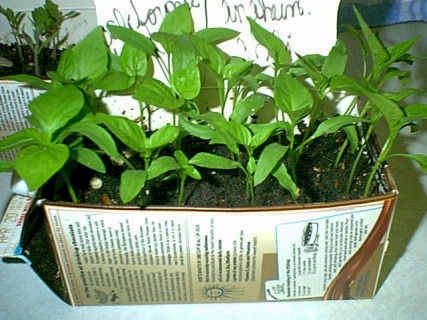 bell pepper seedlings