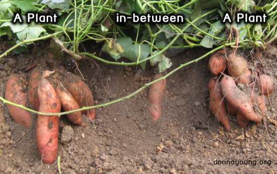 sweet potatoes right under the plant