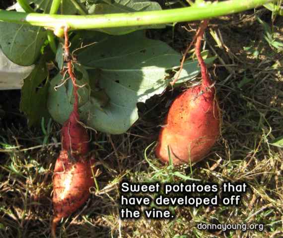 sweet potatoes growing right off the vine