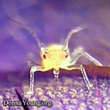 Microscope: aphid from the front