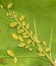 Aphids on Underside of Leaf