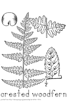 woodfern coloring page