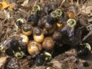 bumblebee nest video