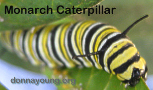 monarch caterpillar