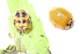 emerged lady bug