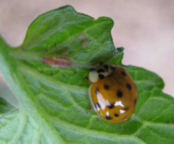 set free near aphids